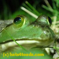/home//u458753944/public_html/sourcegallery//Frogs/More bullfrogs/P7010208.JPG